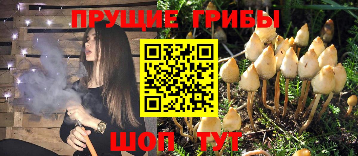 Галлюциногенные грибы Psilocybine cubensis Бутурлиновка